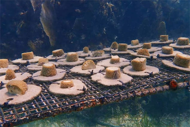 Adolfo Ayuso is San Pedro’s Reef Builder, Fragments of Hope Reef Replenishment