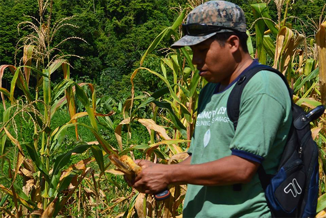 The Ya’axché Conservation Trust Celebrates its Third Year of Successful Agroforestry Farming
