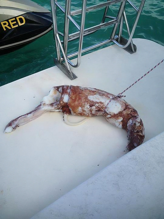 Giant Squid Carcass Found at Belize Blue Hole?