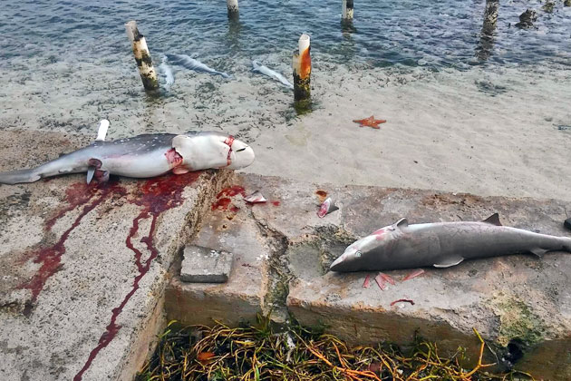 Belizeans Push for Ban on Gill Net Fishing After Senseless Shark Killings