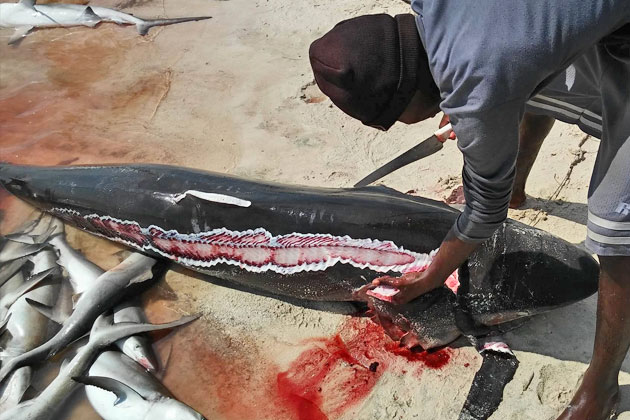 Belizeans Push for Ban on Gill Net Fishing After Senseless Shark Killings