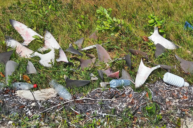 Belizeans Push for Ban on Gill Net Fishing After Senseless Shark Killings