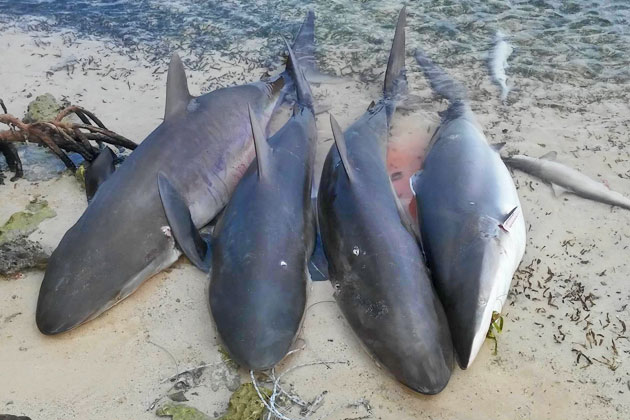 Belizeans Push for Ban on Gill Net Fishing After Senseless Shark Killings