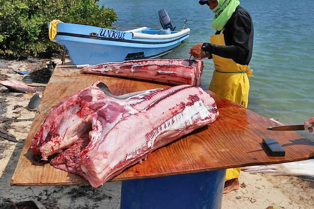 Belizeans Push for Ban on Gill Net Fishing After Senseless Shark Killings