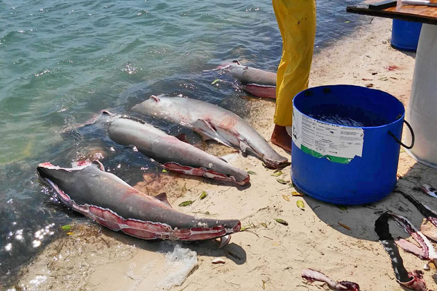 Belizeans Push for Ban on Gill Net Fishing After Senseless Shark Killings