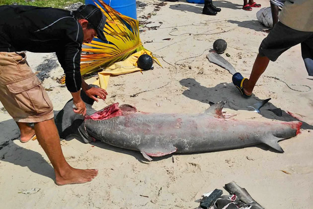 Belizeans Push for Ban on Gill Net Fishing After Senseless Shark Killings