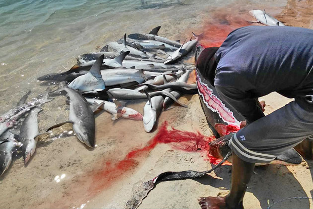 Belizeans Push for Ban on Gill Net Fishing After Senseless Shark Killings