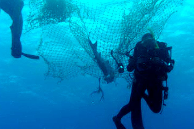Belizeans Push for Ban on Gill Net Fishing After Senseless Shark Killings
