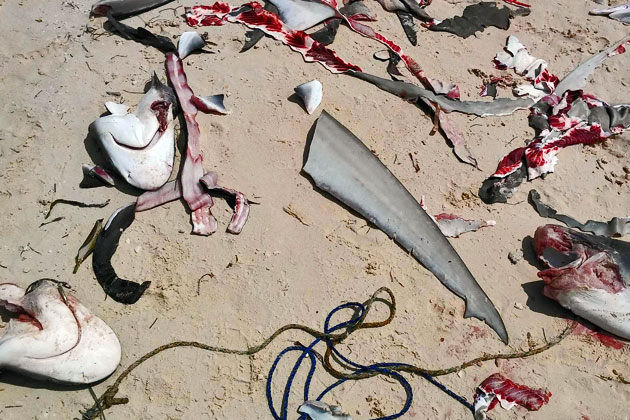Belizeans Push for Ban on Gill Net Fishing After Senseless Shark Killings