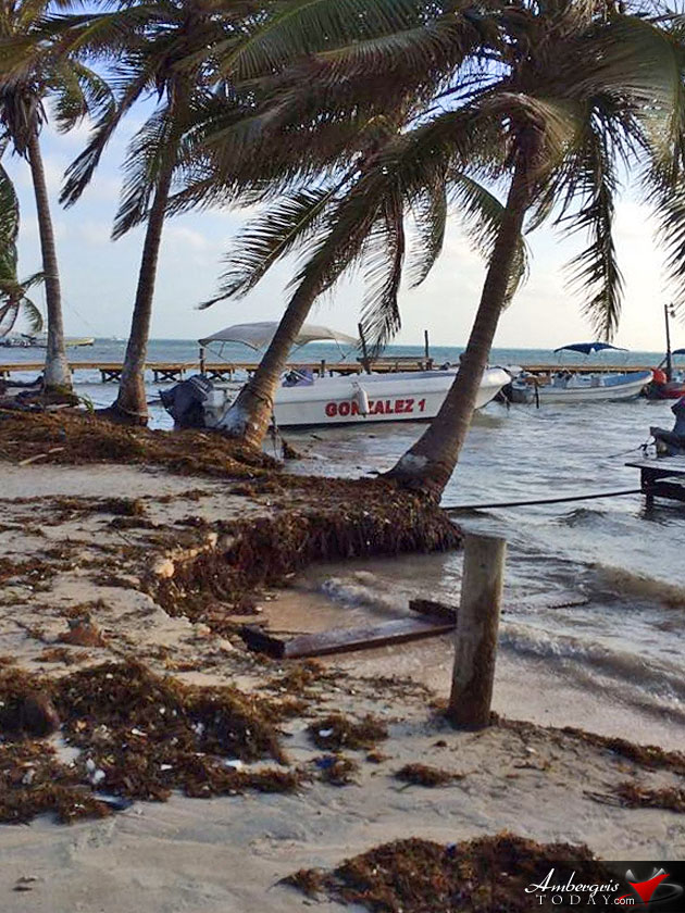 Unpredictable Weather in Belize, High Winds Cause Beach Erosion