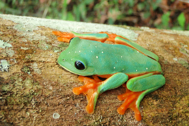 National Telethon to Protect Belize Chiquibul Forest National Reserve