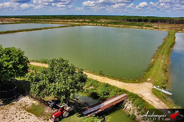 Shrimp Shortage Expected in Belize After $30Mil Shutdown Loss Affects Industy