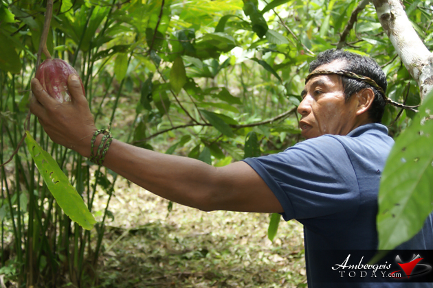 Belize’s Cacao Industry Promoted in Chocolate Capital of the World