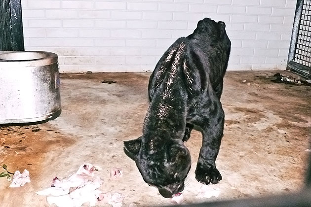 Captive Black Jaguar rescuded from malnourishment