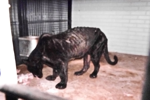 Captive Black Jaguar rescuded from malnourishment