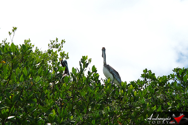 Leonardo DiCaprio Want to Change the World with New Eco-Resort in Belize
