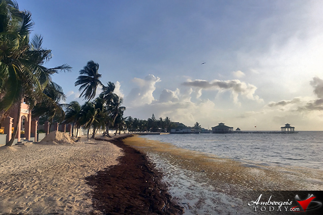 Resorts Are Building Beaches with Sargasso