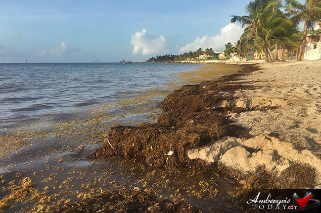 Resorts Are Building Beaches with Sargasso