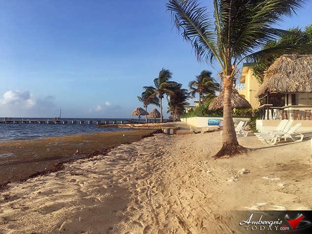 Resorts Are Building Beaches with Sargasso