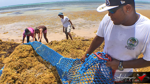 Man vs. Sargasso! One Islander’s Idea to Build More Beach