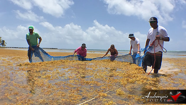 Man vs. Sargasso! One Islander’s Idea to Build More Beach