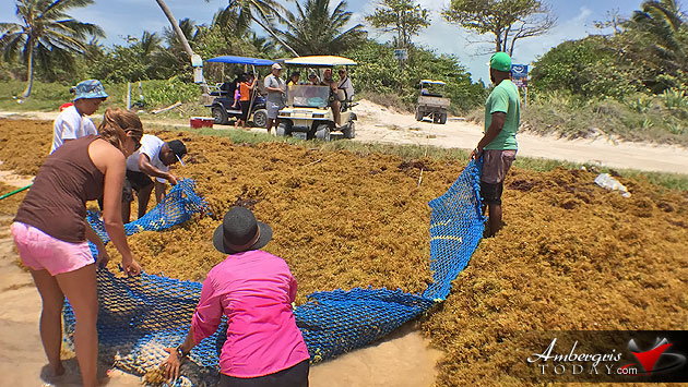 Man vs. Sargasso! One Islander’s Idea to Build More Beach