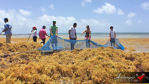 Man vs. Sargasso! One Islander’s Idea to Build More Beach