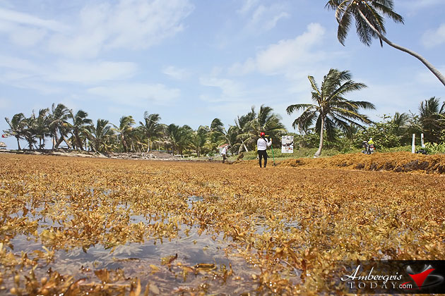 Man vs. Sargasso! One Islander’s Idea to Build More Beach