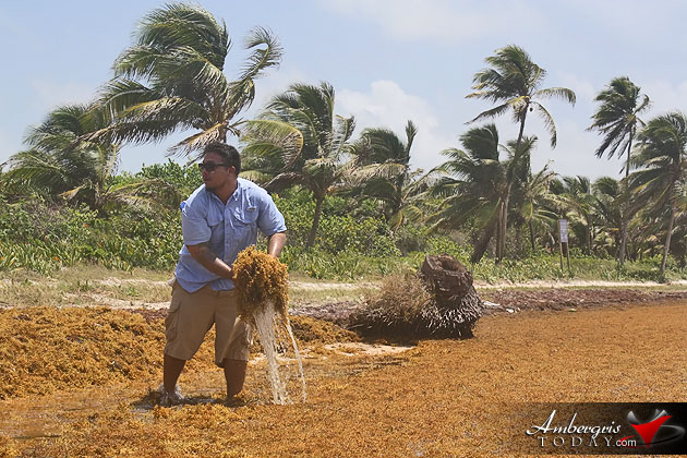 Man vs. Sargasso! One Islander’s Idea to Build More Beach