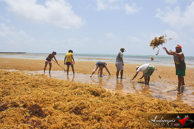 Man vs. Sargasso! One Islander’s Idea to Build More Beach