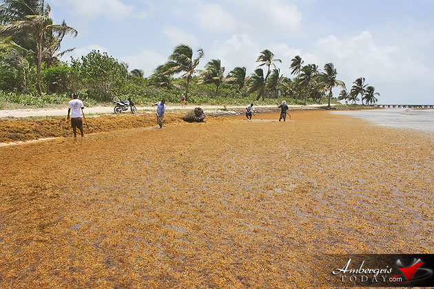 Man vs. Sargasso! One Islander’s Idea to Build More Beach