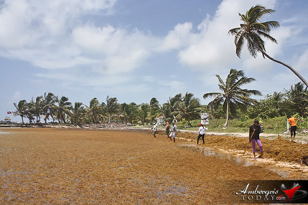 Man vs. Sargasso! One Islander’s Idea to Build More Beach
