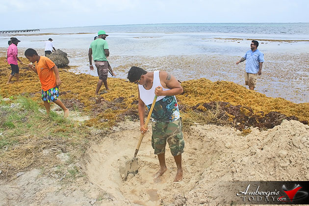 Man vs. Sargasso! One Islander’s Idea to Build More Beach