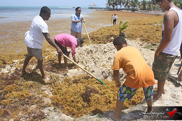 Man vs. Sargasso! One Islander’s Idea to Build More Beach
