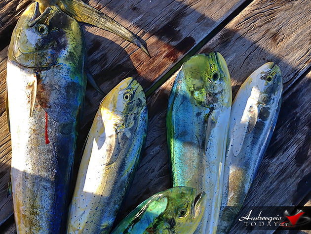 165-Pounder Highlights Captain Sharks Fishing Tournament