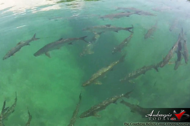 Caye Caulker Boasts the Possibly Largest Marine Cave in the World!! Caye Caulker Boasts the Possibly Largest Marine Cave in the World!!