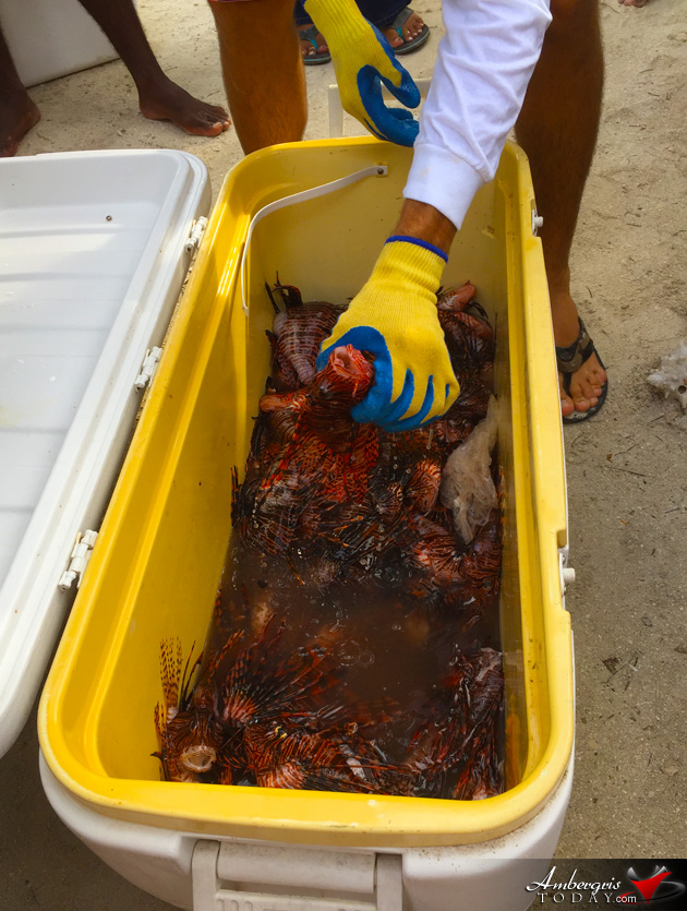 Over Five Hundred Lionfish Speared at Lionfish Derby In Caye Caulker