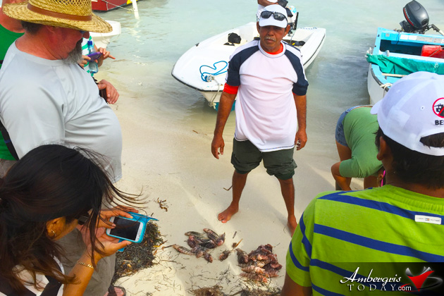 Over Five Hundred Lionfish Speared at Lionfish Derby In Caye Caulker
