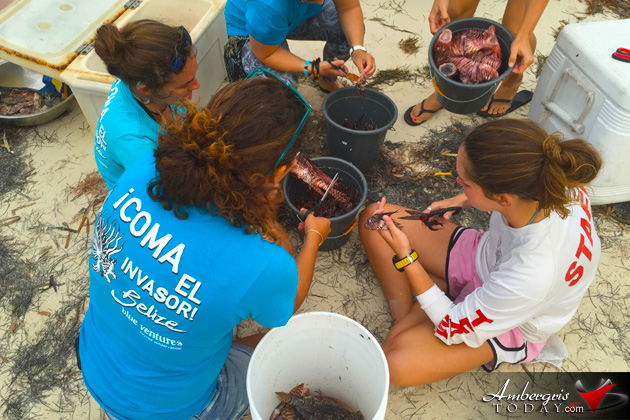 Over Five Hundred Lionfish Speared at Lionfish Derby In Caye Caulker