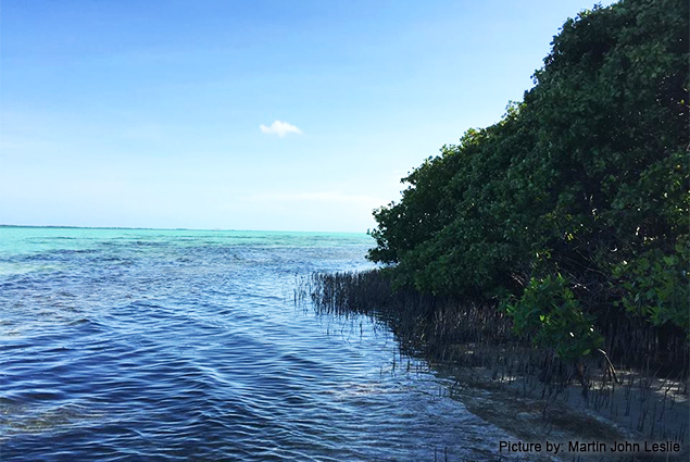 NO To Over-The-Water Development at Cayo Rosario!