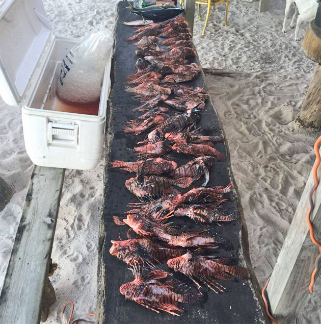 Travis Van Winkle, Charles Michael Davis vacation in San Pedro Belize Celebrity Spotting: Actors Go Lionfish Hunting while on Vacation