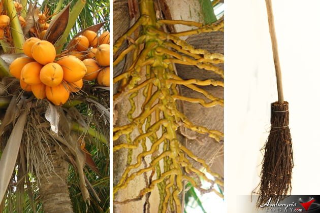 Making Your Own Homemade Coconut Broom