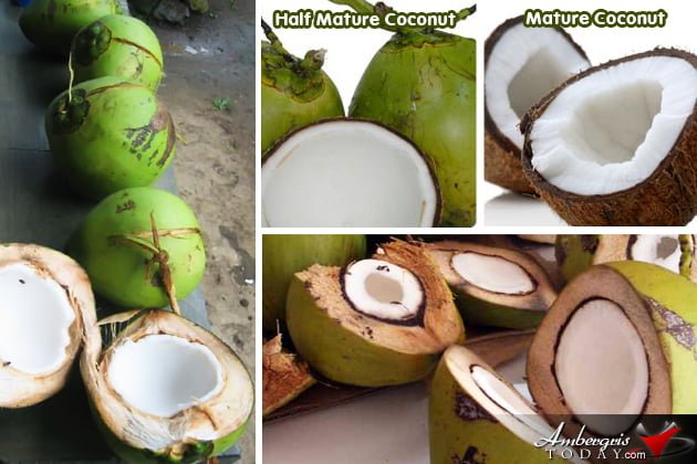 Old Timer or Modern Sanpedrano? Num. 21