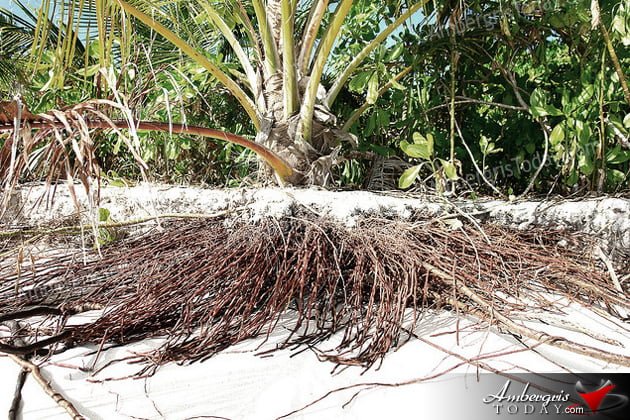 Coconut Roots