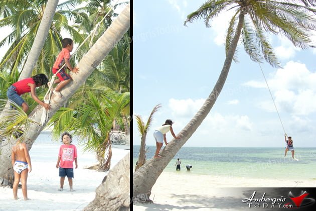 coconut tree with swings