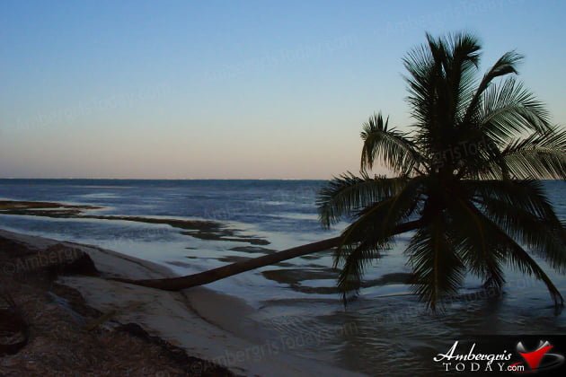 Leaning Coconut Trees