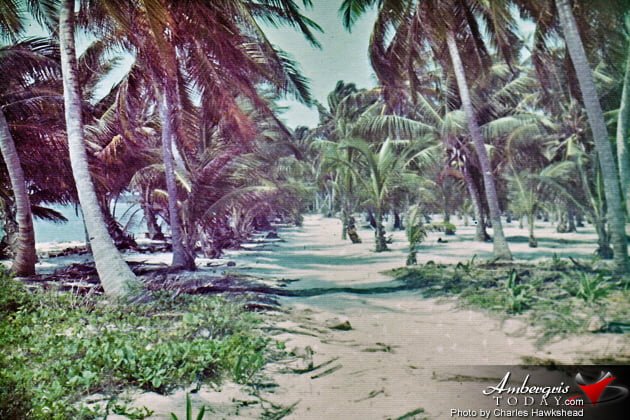 Hardships and Glory of the Coconut Industry 1 Hardships and Glory of the Coconut Industry