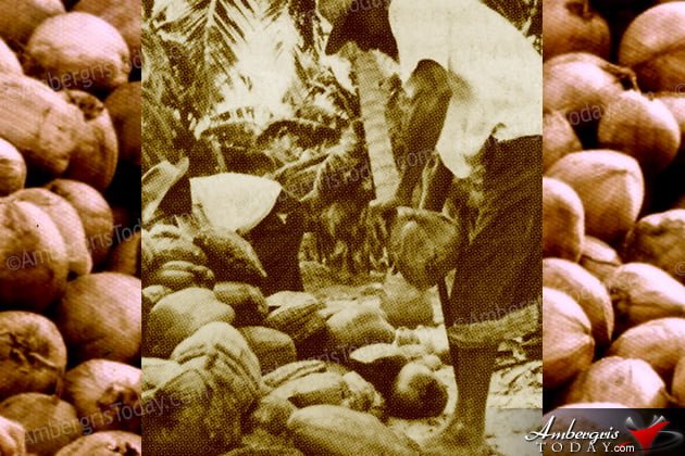 Hardships and Glory of the Coconut Industry 4 Hardships and Glory of the Coconut Industry