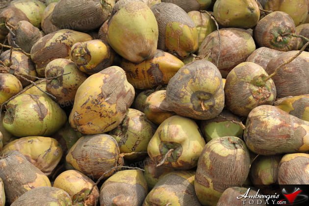 Hardships and Glory of the Coconut Industry 2 Hardships and Glory of the Coconut Industry