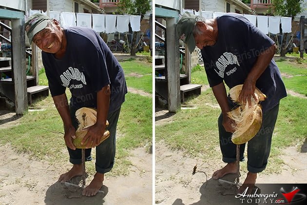 Hardships and Glory of the Coconut Industry 3 Hardships and Glory of the Coconut Industry
